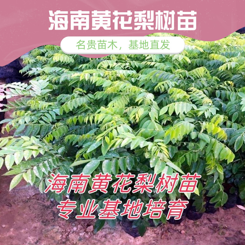 正宗海南黄花梨树苗原杯苗珍贵苗木黄檀人工增景造景别墅景观绿植