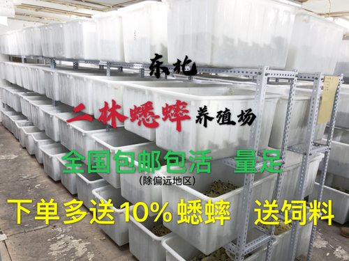 优质油葫芦蟋蟀蛐蛐活体饲料东北