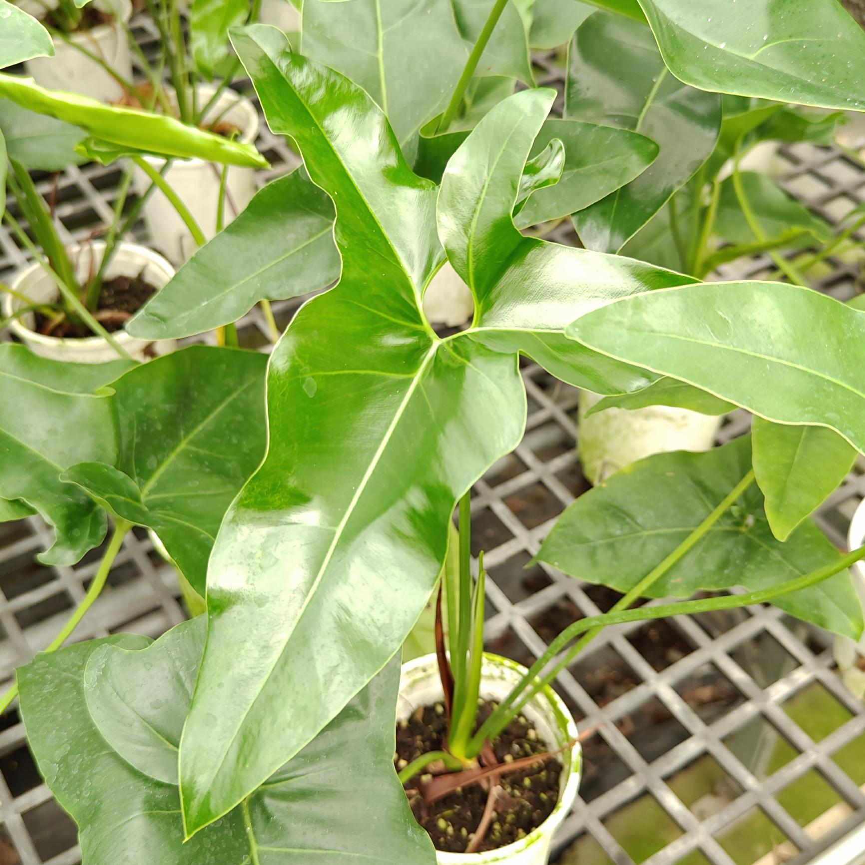 绿艺园艺绿植花卉 三角形叶  鹰嘴蔓绿绒  安吉拉