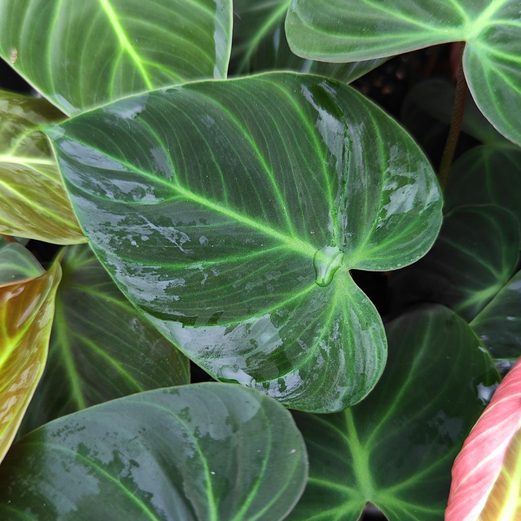 绿艺园艺绿植花卉 大叶丝绒质感蔓绿绒 巧克力蔓绿绒