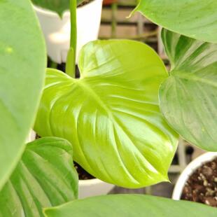 绿艺园艺绿植花卉  好养室内热植  大叶片 皮蒂蔓绿绒