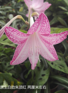 朱顶红阳台楼顶观花观叶