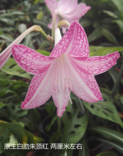 朱顶红 原生白肋朱顶红 单棵 带 发货