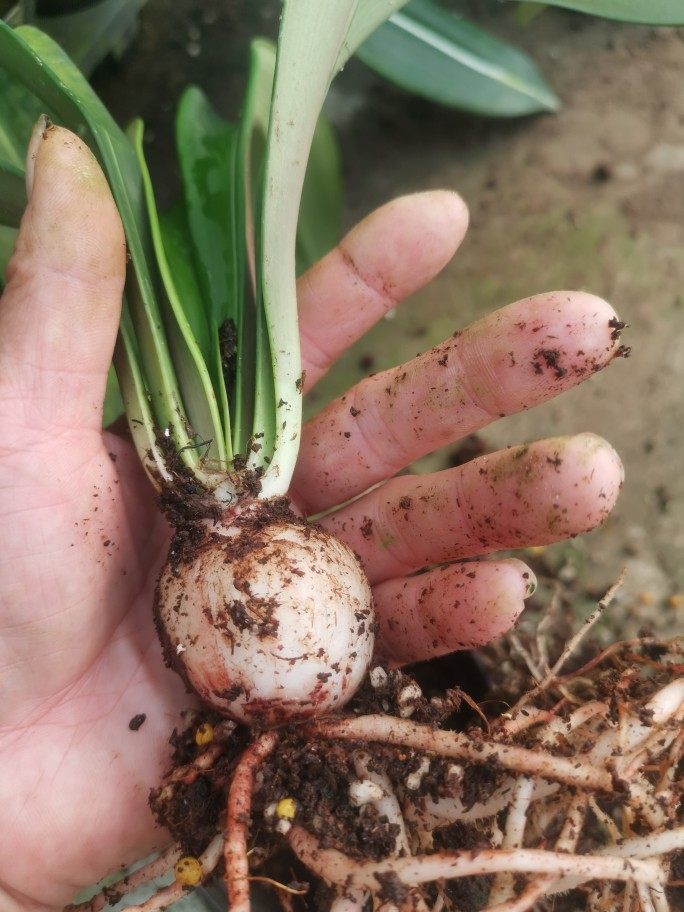 原生白肋朱顶红