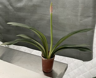 原白  原生白肋朱顶红   大球达到开花标准 绿艺园艺