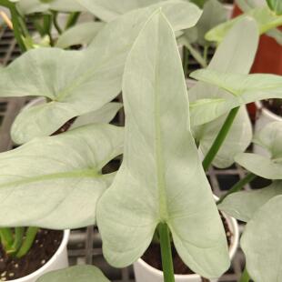 绿艺园艺绿植花卉  银色肥大叶片 哈斯塔姆/银剑  室内热植