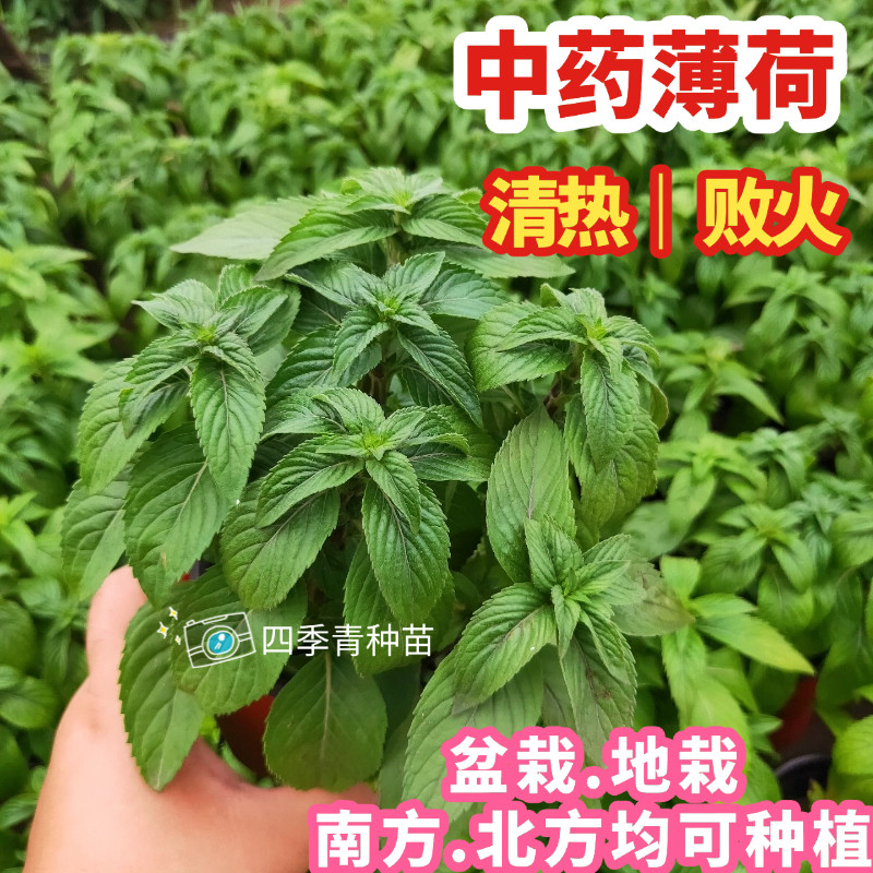 正宗清凉中药薄荷叶银丹草盆栽室内驱蚊提神醒脑净化空气四季水培