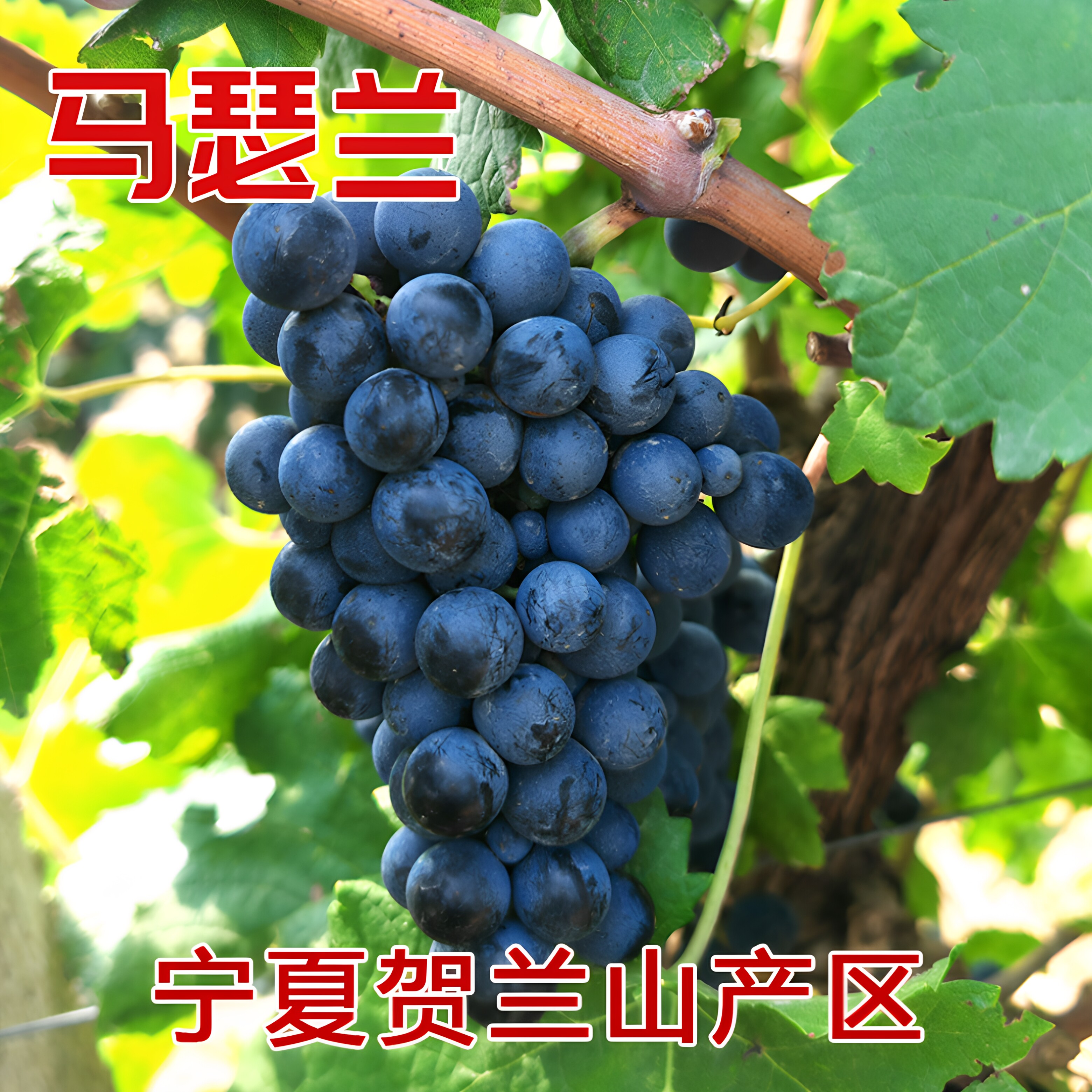 20斤宁夏贺兰山马瑟兰酒庄级限产酿酒葡萄自酿葡萄赤霞珠酿酒葡萄