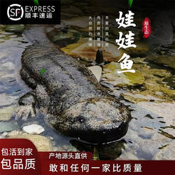 汉中娃娃鱼鲜活食用大鲵【3~15斤】滋补送礼月子餐养殖场直发包活