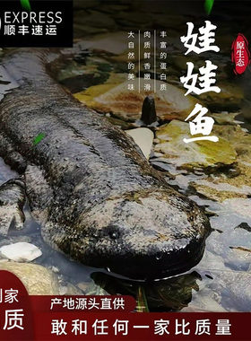 汉中娃娃鱼鲜活食用大鲵【3~15斤】滋补送礼月子餐养殖场直发包活