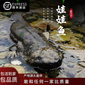 汉中娃娃鱼鲜活食用大鲵【3~15斤】滋补送礼月子餐养殖场直发包活