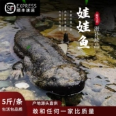 5斤一条娃娃鱼鲜活食用养殖大鲵活体生鲜水产淡水冷滋补顺丰 包邮
