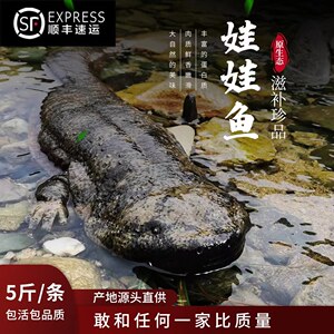 鲜活5斤汉中淡水滋补包邮娃娃鱼