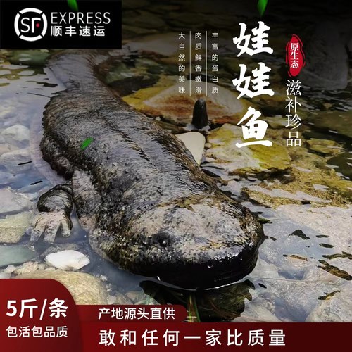 鲜活5斤汉中淡水滋补包邮娃娃鱼