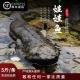 5斤一条娃娃鱼鲜活食用养殖大鲵活体生鲜水产淡水冷滋补顺丰 包邮