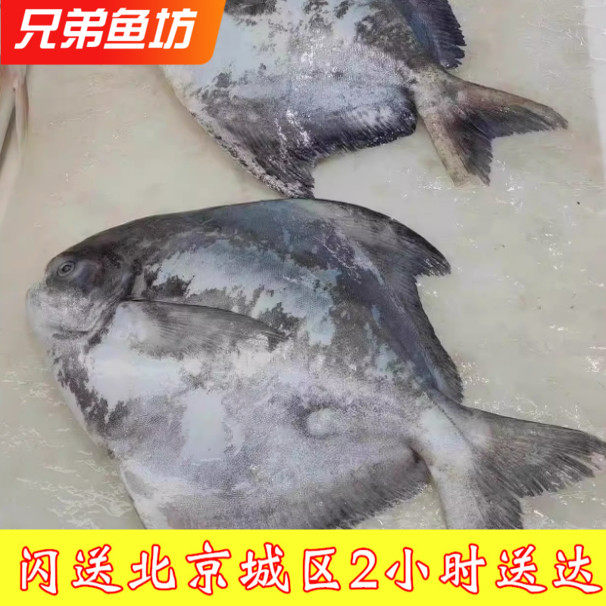 1-3斤/条 北京闪送 新鲜舟山大平鱼 斗鲳 海捕海鲜水产银鲳