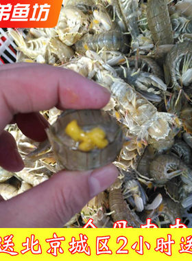 全母鲜活皮皮虾虾姑海鲜水产