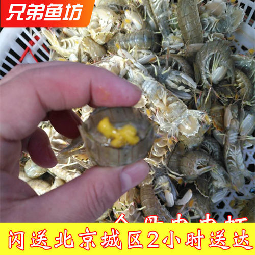 全母鲜活皮皮虾虾姑海鲜水产