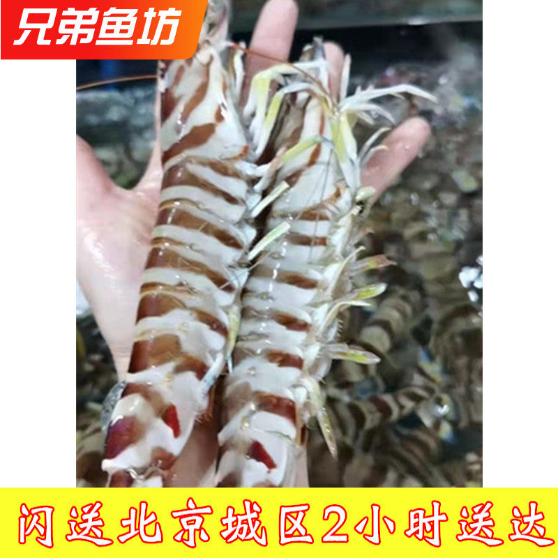 4-8只/斤鲜活特大花虾基围虾闪送
