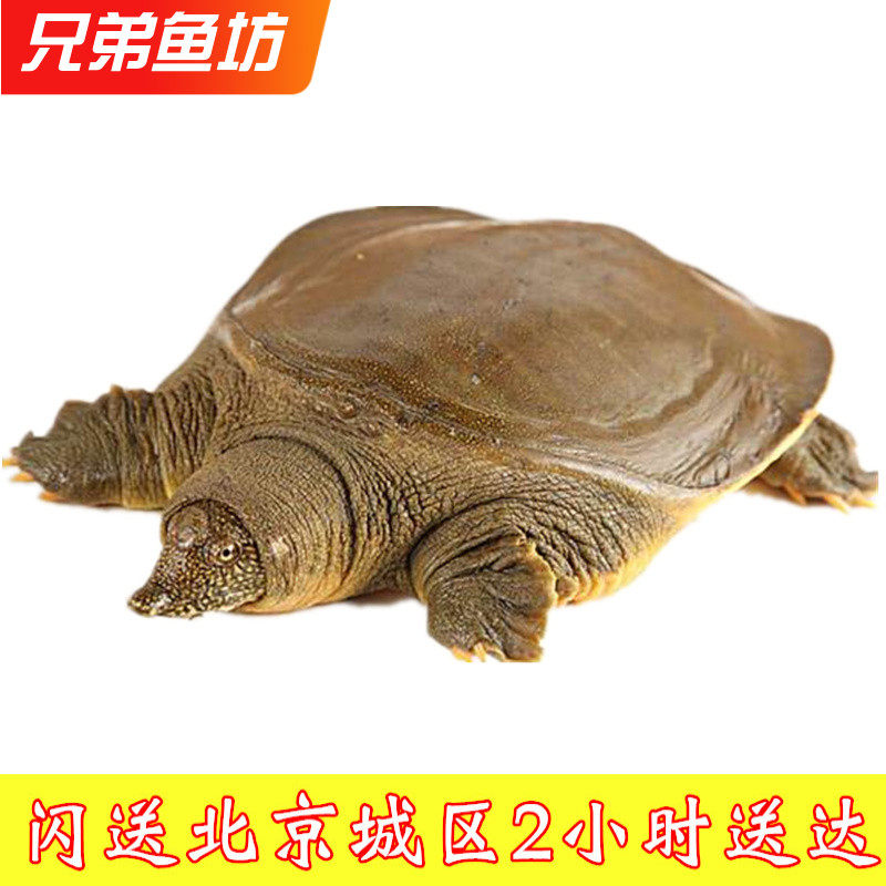 2-4斤/只北京闪送外塘生态养殖甲鱼鲜活活体团鱼王八黄甲鱼可收拾