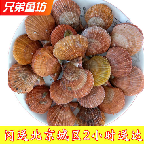 鲜活扇贝新鲜红扇贝小红贝