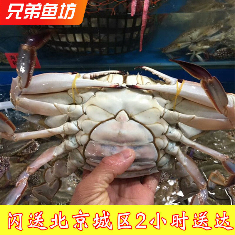 1斤/只北京闪送海蟹沙母蟹红膏蟹满黄满肉梭子蟹螃蟹保鲜不保活