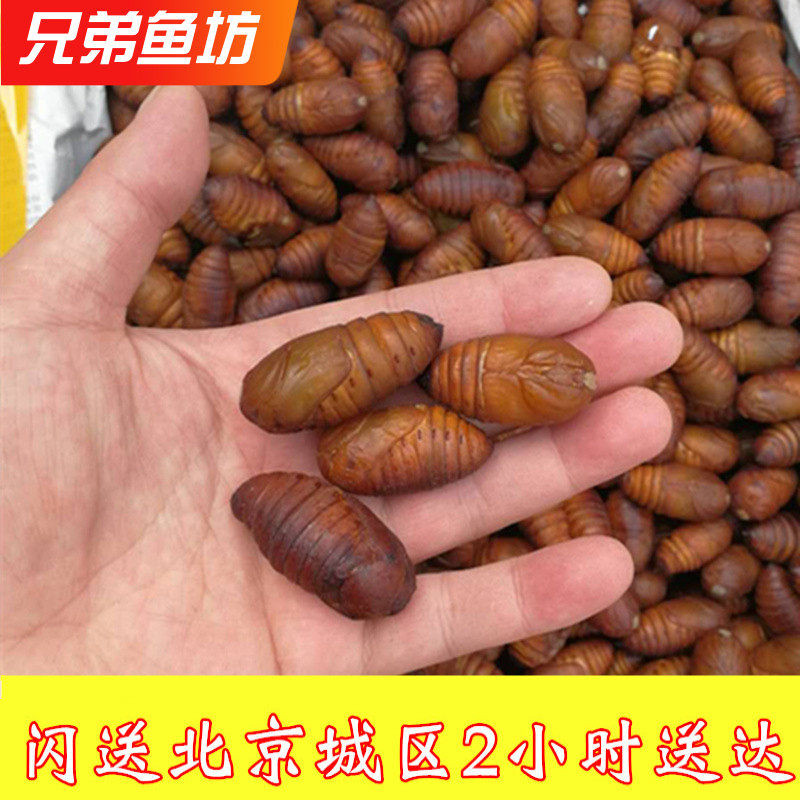 500克北京闪送特级新鲜鲜活蚕蛹 鲜嫩蚕蛹 蝉蛹