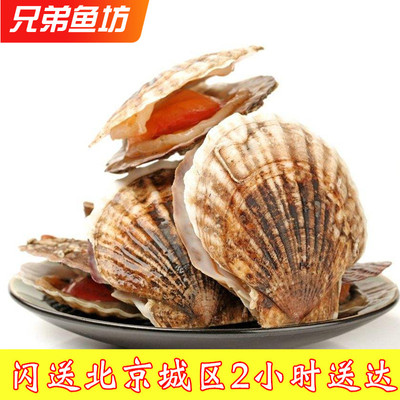 鲜活大扇贝新鲜大连獐子岛扇贝