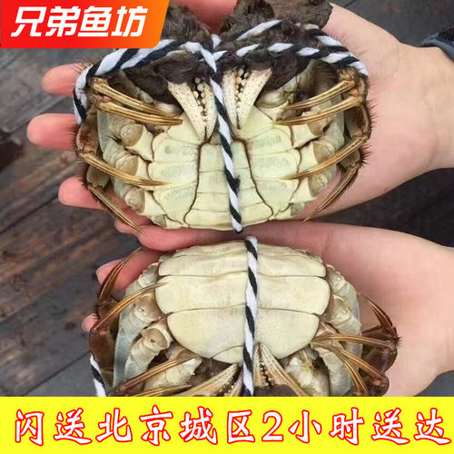 六月黄大闸蟹满黄满膏鲜活螃蟹