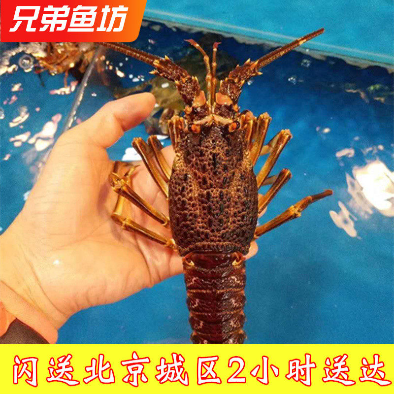 4-5两/只北京闪送鲜活南非龙虾仔澳龙仔刺身进口生猛海鲜南非龙虾