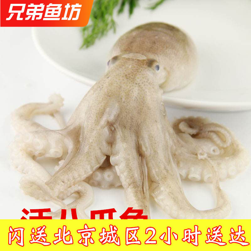 500克北京闪送生猛海鲜鲜活大个八爪鱼章鱼八带口感巨好3-5个/斤