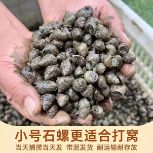 顺丰包邮钓鱼螺蛳钓青鱼黄金脆螺鲜活挂钩鱼饵螺田螺小号打窝石螺