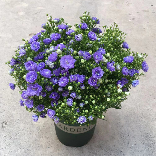 风铃草质量怎么样 风铃草口碑怎么样 小麦优选