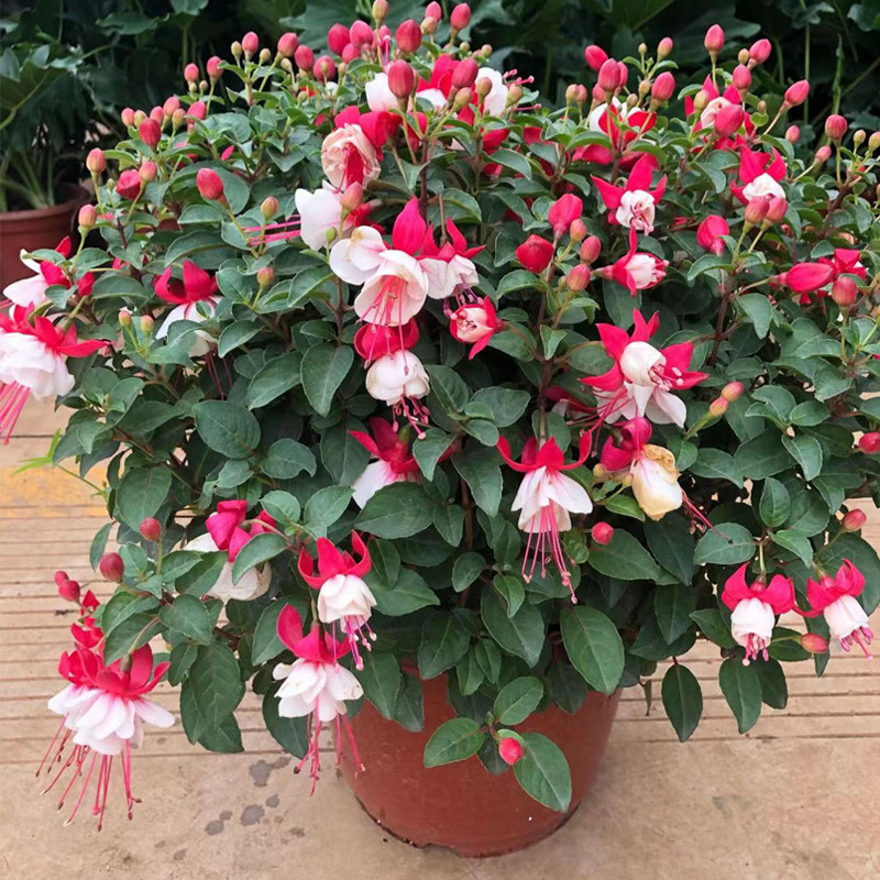 倒挂金钟灯笼花盆栽带花苞四季开花室内阳台庭院好养活多年生吊钟