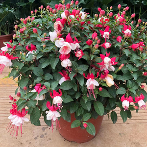 倒挂金钟灯笼花盆栽带花苞四季开花室内阳台庭院好养活多年生吊钟