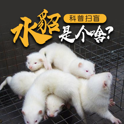 水貂凶猛咬人见血老套路小心上当