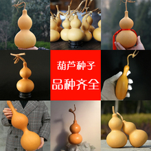 天然特大酒葫芦种子 亚腰特小手捻天津嘴八宝中号文玩蚂蚁肚籽苗