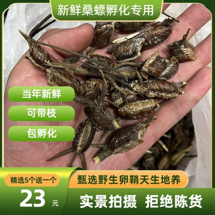 桑螵蛸孵化野生新鲜螳螂卵螳螂籽螳螂孵化刀螂籽泡酒泡茶滋补中药