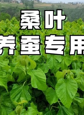 养蚕宝宝吃的专用桑叶喂蚕饲料新鲜500克鲜嫩现摘蚕食桑树叶蚕桑