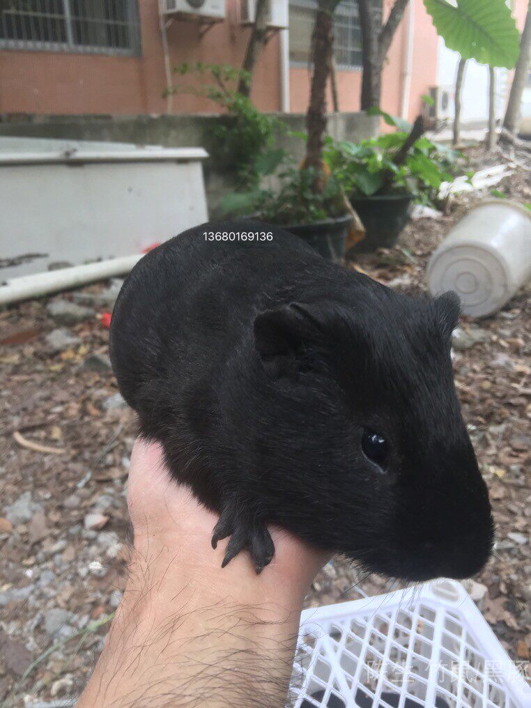 荷兰猪活体豚鼠活物花豚鼠彩豚宠物黑豚苗