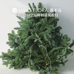 花不完进口诺贝松圣诞树枝北美丹麦荷兰直供北京发货活松树枝