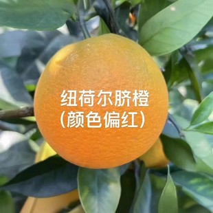 晚熟纽荷尔脐橙伦晚现摘现发甜美广柑新鲜水果橙子橘子10斤20斤