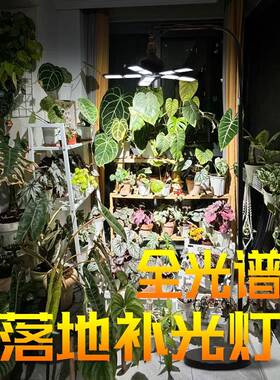 灯光植补栽光花长阳地台客全落盆绿植厅物卉植热生灯谱灯