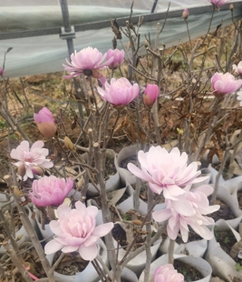 菊花玉兰花星花木兰姬辛夷矮化玉兰花树苗盆栽庭院阳台绿化植物
