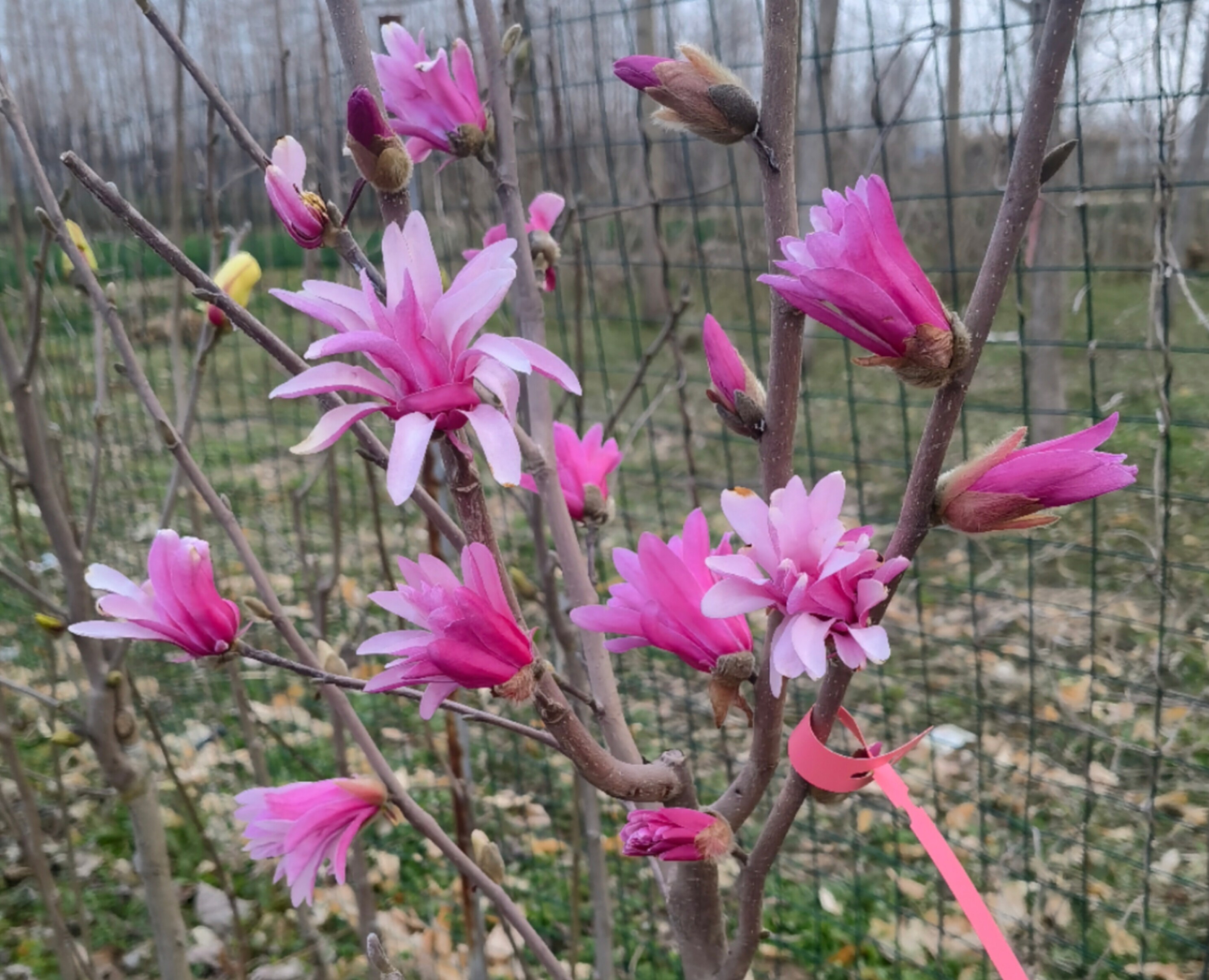 【星花玉兰】玫瑰皇家之星庭院早春花木兰矮化品种树苗绿化工程