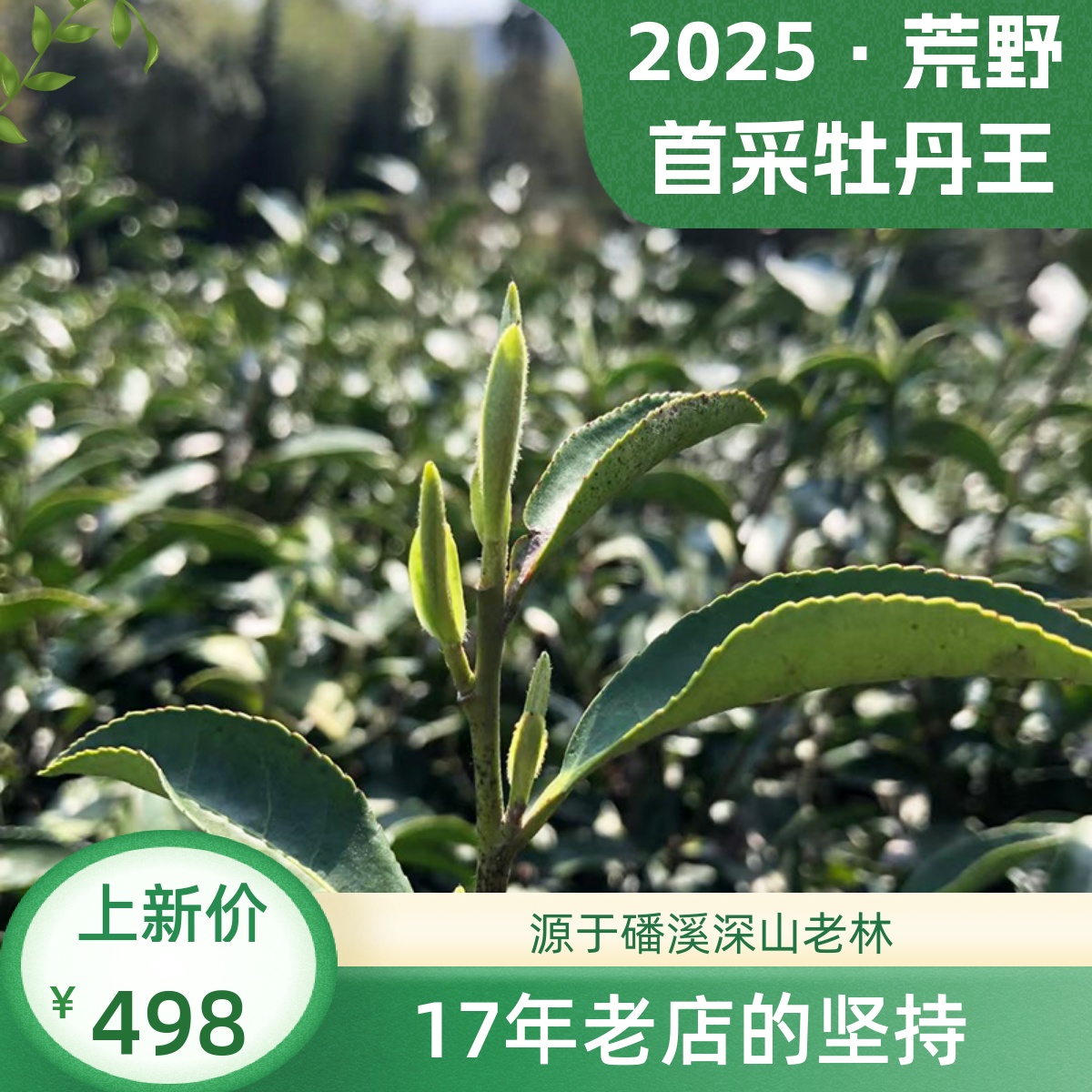 【现货】2025年新茶特级500克磻溪荒野牡丹王散明前高山福鼎白茶