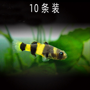 水族观赏鱼活淡水除藻小蜜蜂鱼草缸吃绿苔工具鱼热带小型路损包赔