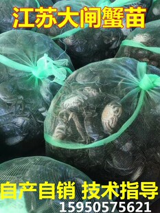 江苏淡水大闸蟹苗小螃蟹河中华绒敖蟹水产蟹毛蟹幼苗养殖蟹苗