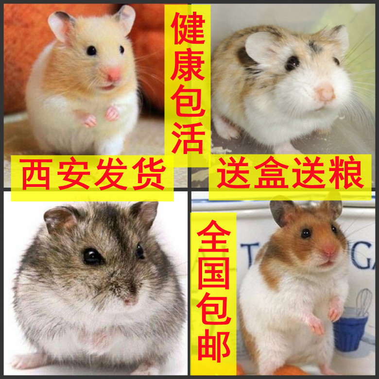 仓鼠活物已打疫苗宠物金丝熊布丁银狐活体幼崽包活送盒包邮