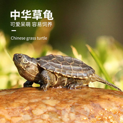 宠尚天中华草龟小乌龟活体巴西网红宠物水龟北美小鳄龟活物墨龟苗